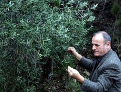 Zeytin Dalında Kaldı