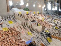 Başkentlilerin Balıkta Tercihi Hamsi