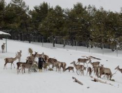 Geyikler, Karın Altında Yonca Peşinde Koştu