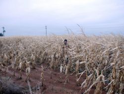 Tarlada Kalan Mısırı Yağış Ve Don Vurdu, Çiftçi Mağdur