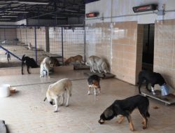 Sokak Köpekleri Elektrikli Sobalarla Isıtılıyor