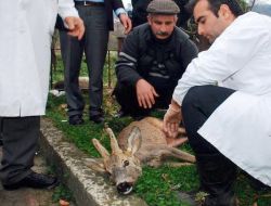Köpeklerin Saldırısında Yaralanan Karaca Tedavi Altına Alındı
