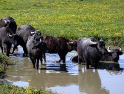 Kocaeli’nde Manda Yetiştiricileri Destek Bekliyor