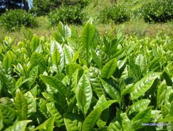 ÇAYKUR ÇAY İHRAÇ EDİYOR