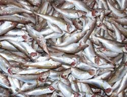 Kış Balık Tezgahlarını Da Vurdu