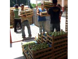 Türkiye Tarımsal Üretiminin Yüzde 7’sini Bursa Karşılıyor