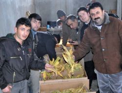 Muş’ta Tütün Üreticileri Tütünlerini Satabilmek İçin Kızakla Taşıyor