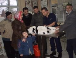 Ameliyat Edilen Buzağı, 6 Ay 'Bağırsağı Dışarıda' Yaşayacak