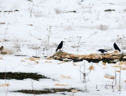 Soğuk Ve Karlı Havada Yiyecek Bulamayan Canlılar İçin Seferber Oldular