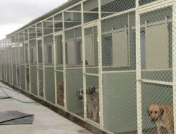 Bakımevindeki Köpekler Sahiplenen Olmazsa Eski Ortamlarına Bırakılacak