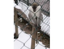 Karadeniz İklimine Alışan Tropikal Bölge Hayvanları Kardan Etkilenmiyor