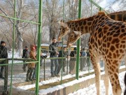 Soğuk Havaya Rağmen Hayvanat Bahçesinin Ziyaretçileri Eksik Olmuyor