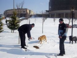Aç Kalan Sokak Hayvanlarının İmdadına Zabıta Yetişti