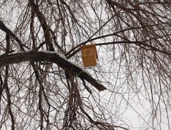 Gölbaşı'nda Ağaçlara Ahşap Kuş Kafesleri Yerleştirildi