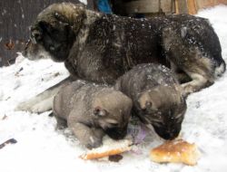 Erzurum'da 611 Köy Yolu Ulaşıma Kapandı