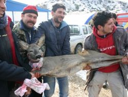 Kanala Düşen Karacalardan Üçü Doğaya Salındı, Biri Tedavi Altına Alındı