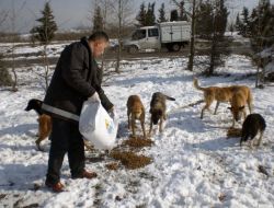 İstanbul'da Sokak Hayvanları Aç Kalmadı