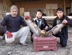 Kanadı Kırık Şahine Köylüler Sahip Çıktı
