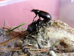 Ormanları Laboratuvar Böcekleri Koruyor