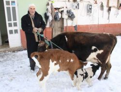 Yetim Kalan Kuzuya İnek Annelik Yapıyor