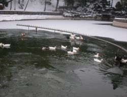 Ördekler, Buz Tutan Gölde Mahsur Kaldı