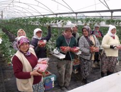Silifkeli Çiftçiler Çilek Hasadını 8 Aya Çıkardı