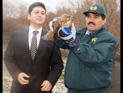 Tedavi Edilen Yaralı Şahin Doğaya Bırakıldı