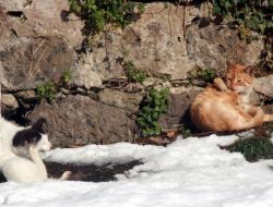 Kedilerin Karda Güneş Keyfi