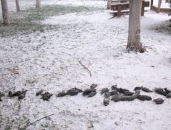 Çorlu’da Yüzlerce Kuş Açlık Ve Soğuktan Telef Oldu