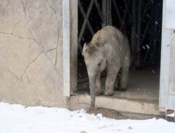 İzmir'e Kar Yağınca 'İzmir' Adlı Yavru Fil Şaşırdı