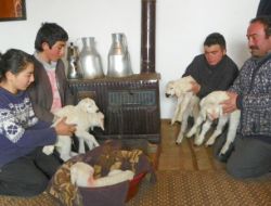 Yeni Doğan Kuzulara Evde Bakıyorlar