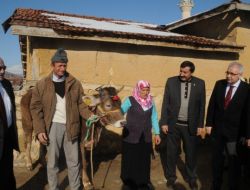 Çorum'da Çiftçilere 360 Damızlık Düve Dağıtıldı