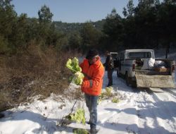 Erbaa Belediyesi'nden Yabani Hayvanlar İçin Yiyecek Önlemi