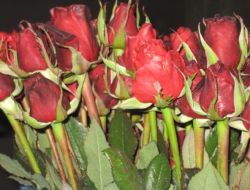 Seraları Don Vurunca Gül Fiyatları Arttı