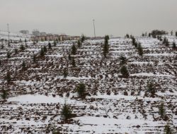 Aski, Aboneleri İçin Bir Milyon 670 Bin Fidan Dikecek