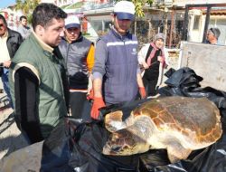 Fethiye Sahilinde Ölü Caretta Bulundu