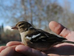 Yaralı Kuşu Tedavi Ettiren Öğrenciler Kuşu Doğaya Bıraktı