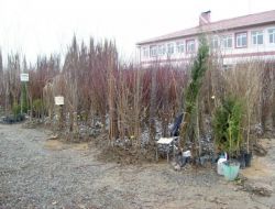 Turhal Tarım Müdürlüğü: Sertifikasız Ve Faturasız Fidan Almayalım