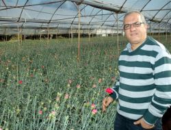 Soğuk, Çiçek Seralarını Vurdu, 14 Şubat’ta Güller Kenya Ve Kolombiya’dan Gelecek