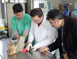 Doğada Bulunan Yaralı Yaban Hayvanlarına Ücretsiz Bakılacak