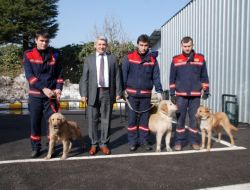 Ereğli Belediyesine 3 Kurtarma Köpeği Alındı