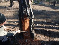 Köylerde Reçine Ormanı Oluşturulacak