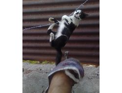 Kedi Dört Ayak Üzerine Düşemedi, Tellere Takıldı