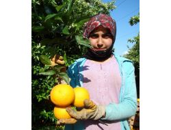 Badak: Desteklemelerle Antalya'yı Turunç Yetiştiriciliğinde Marka Yapacağız