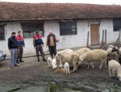 Eski Patronunun Koyunlarını Çalan Zanlı Jandarmadan Kaçamadı