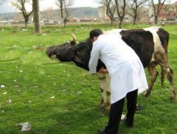 Turhal Genelinde 22 Bin 724 Büyükbaş Hayvana Şap Aşısı Yapıldı