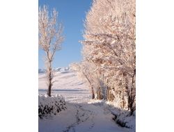 Kardan Ağaçlar Kış Mevsiminin Güzelliğini Yansıtıyor