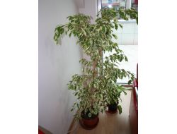 "Çiçeklerinizi Kışın Cama Fazla Yaklaştırmayın"