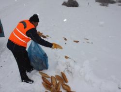Sokak Hayvanlarına Belediye Sahip Çıktı
