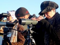 Kuş Gözlemcileri, Şanlıurfa’da 56 Bin 595 Kuş Gözlemledi